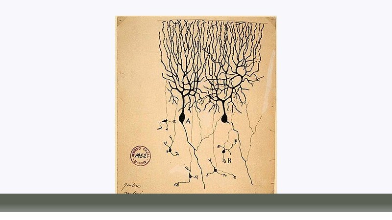 علوم اعصاب
