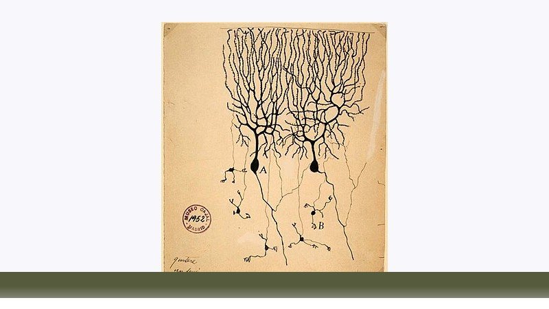 علوم اعصاب