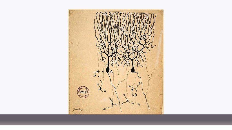 علوم اعصاب