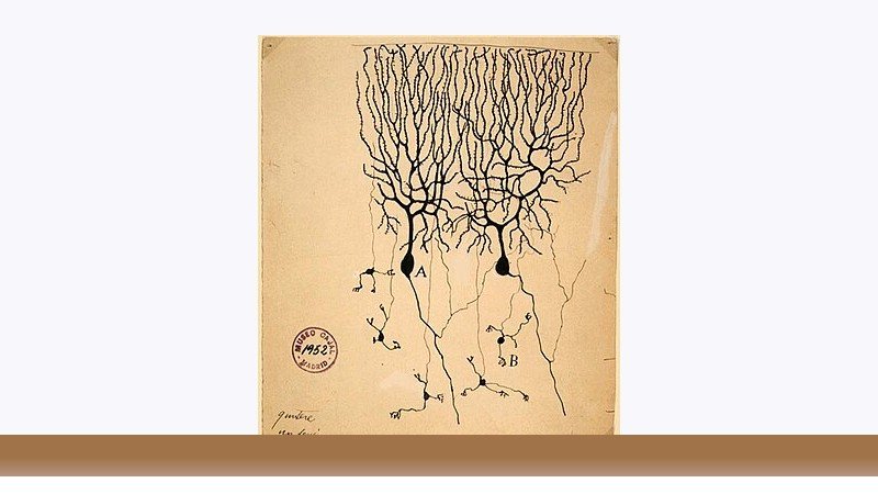 علوم اعصاب