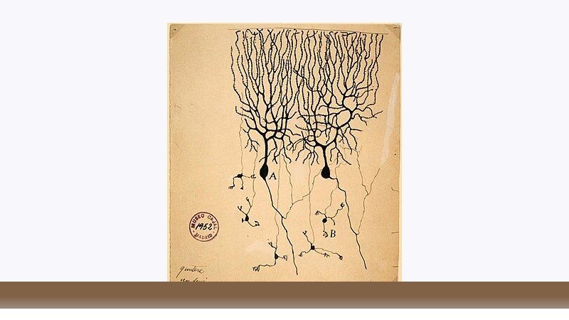 علوم اعصاب