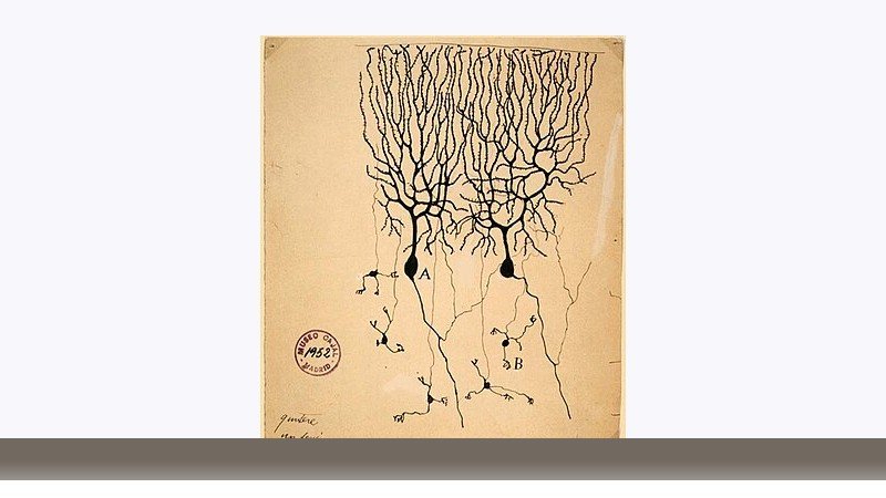 علوم اعصاب