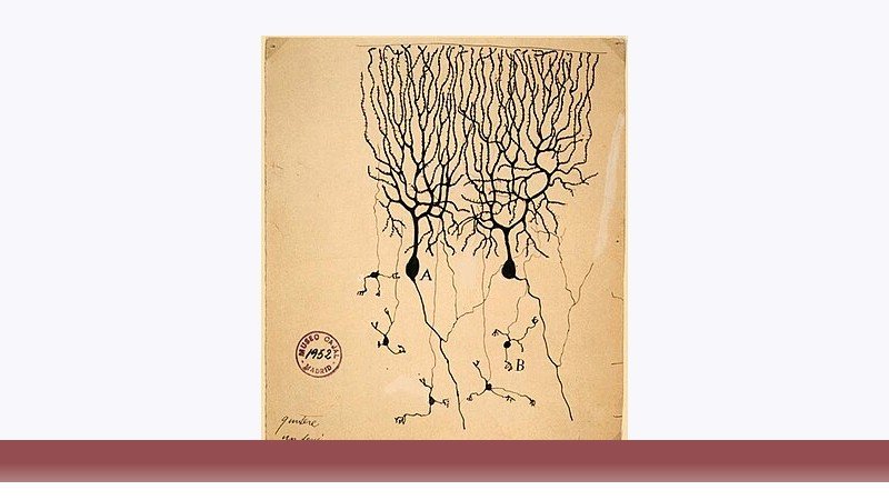 علوم اعصاب