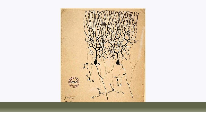 علوم اعصاب