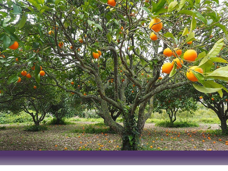کشاورزی — زراعت