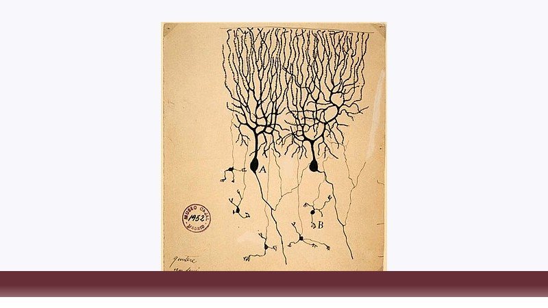 علوم اعصاب