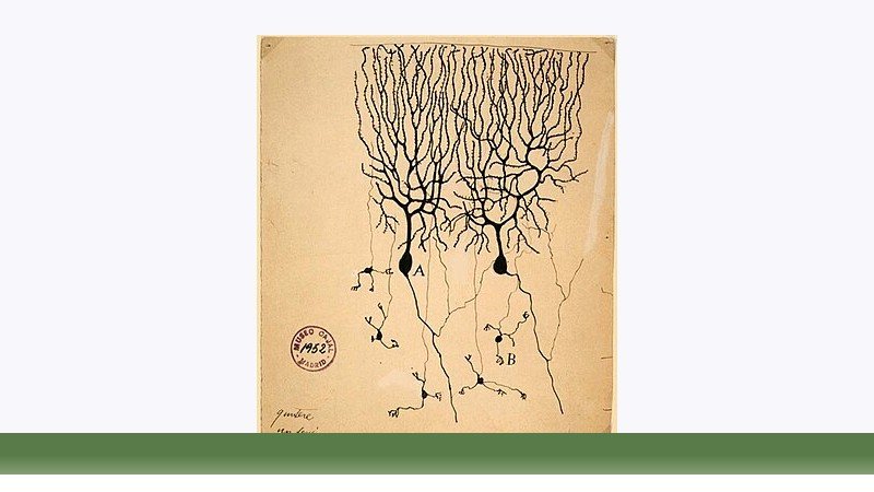 علوم اعصاب