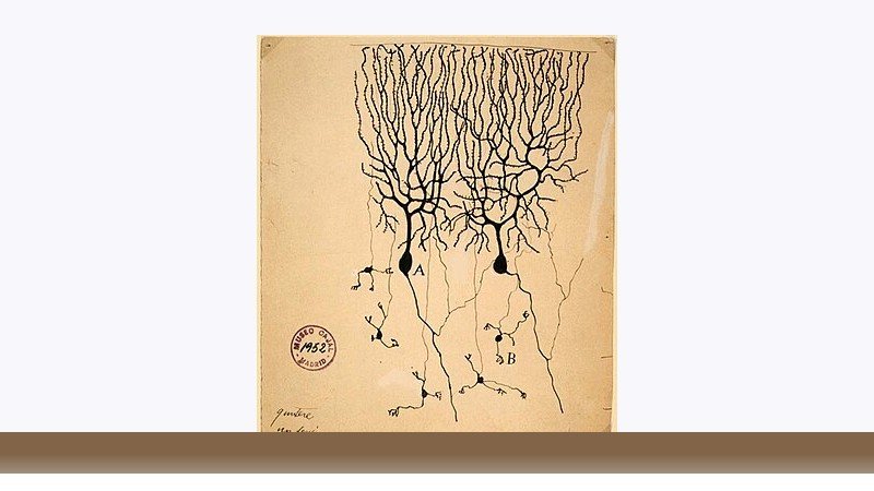 علوم اعصاب