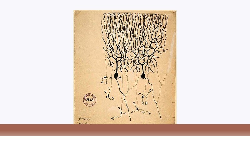 علوم اعصاب